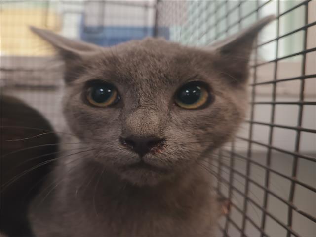 Shelter Stray Unknown Cat last seen , 1850 W 60th St, Los Angeles, CA 90047, USA