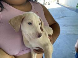 Shelter Stray Unknown Dog last seen , 1850 W 60th St, Los Angeles, CA 90047, USA
