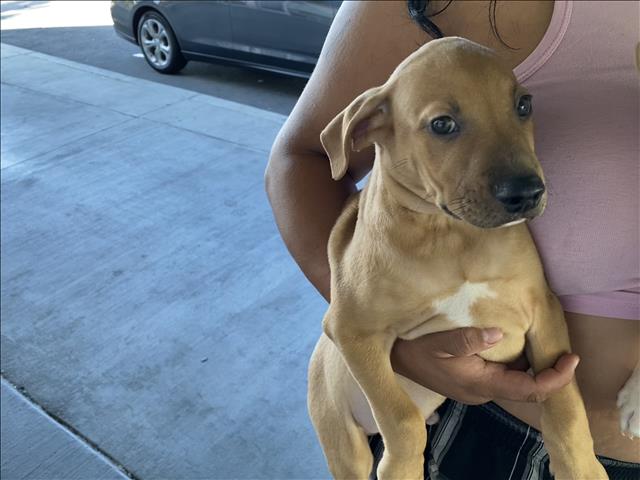 Shelter Stray Unknown Dog last seen , 1850 W 60th St, Los Angeles, CA 90047, USA