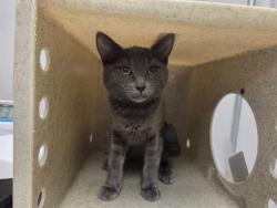 Shelter Stray Male Cat last seen Near BLOCK 40TH AVE S, KENT WA 98032 7230, 21615 64th Ave S, Kent, WA 98032, USA
