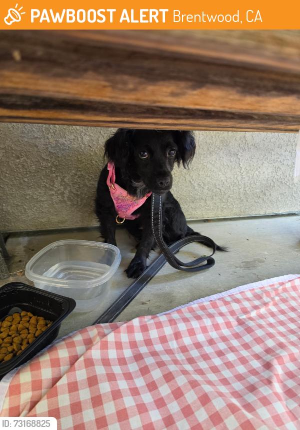Found/Stray Female Dog last seen Apple Hill ests, Brentwood, CA 94513