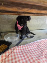 Found/Stray Female Dog last seen Apple Hill ests, Brentwood, CA 94513