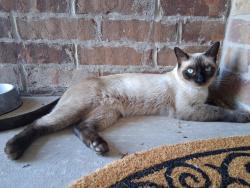 Reunited Unknown Cat last seen Northwood Village, Piedmont, OK 73078
