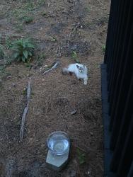 Found/Stray Unknown Cat last seen Ramsey and Girard, Fayetteville, NC 28311