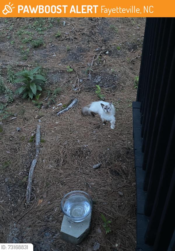 Found/Stray Unknown Cat last seen Ramsey and Girard, Fayetteville, NC 28311