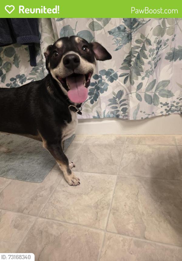 Reunited Male Dog last seen Brookfield Hills apmts/Golf Course, Brookfield, WI 53005