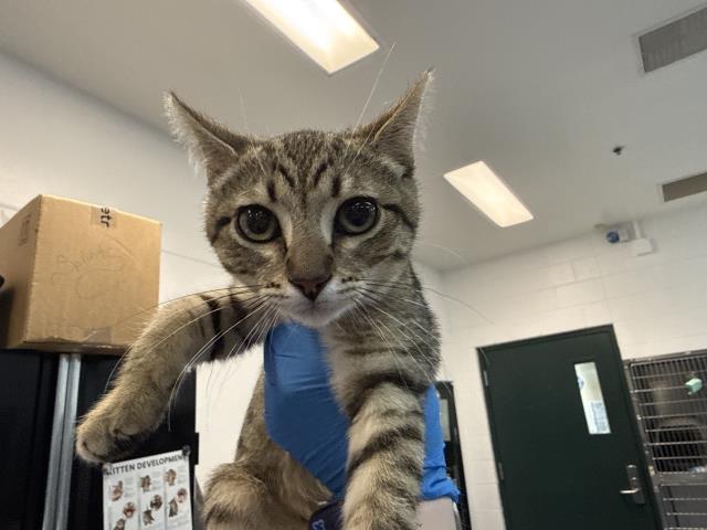 Shelter Stray Female Cat last seen Near BLOCK BOB HOPE DR, RANCHO MIRAGE CA 92270, 72050 Pet Land Pl, Thousand Palms, CA 92276, USA