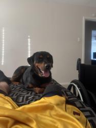 Lost Male Dog last seen Flower ridge Lane, Lancaster, TX 75134