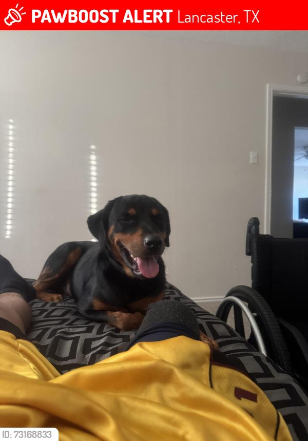 Lost Male Dog last seen Flower ridge Lane, Lancaster, TX 75134