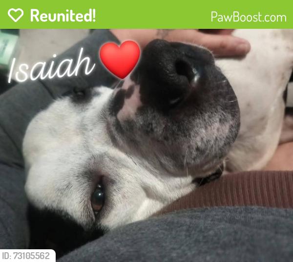 Reunited Male Dog last seen Near se 40th belleview fl, Belleview, FL 34420