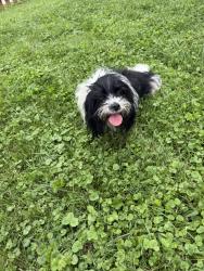 Found/Stray Female Dog last seen Kenwood rd, Cincinnati, OH 45227