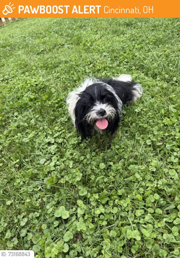 Found/Stray Female Dog last seen Kenwood rd, Cincinnati, OH 45227