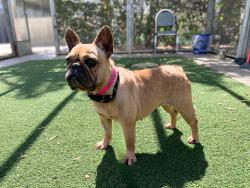 Shelter Stray Female Dog last seen , 957 N Gaffey St, San Pedro, CA 90731, USA