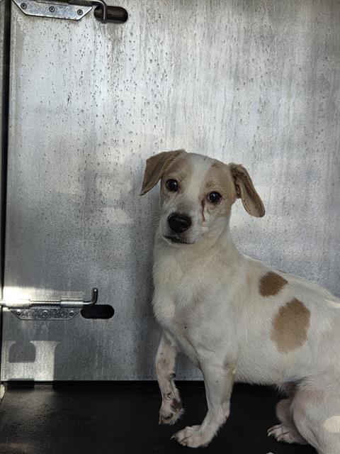 Shelter Stray Male Dog last seen Near BLOCK SHARER, 4710 TX-151, San Antonio, TX 78227, USA