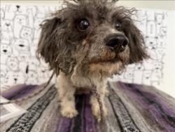 Shelter Stray Female Dog last seen , 957 N Gaffey St, San Pedro, CA 90731, USA