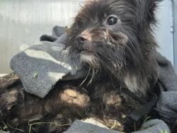 Shelter Stray Male Dog last seen Near BLOCK SHARER, 4710 TX-151, San Antonio, TX 78227, USA