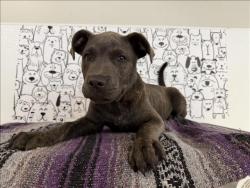Shelter Stray Male Dog last seen , 957 N Gaffey St, San Pedro, CA 90731, USA