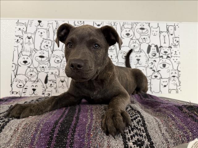 Shelter Stray Male Dog last seen , 957 N Gaffey St, San Pedro, CA 90731, USA
