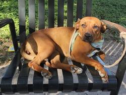 Shelter Stray Female Dog last seen Near BLOCK LEXINGTON AVE, 4710 TX-151, San Antonio, TX 78227, USA