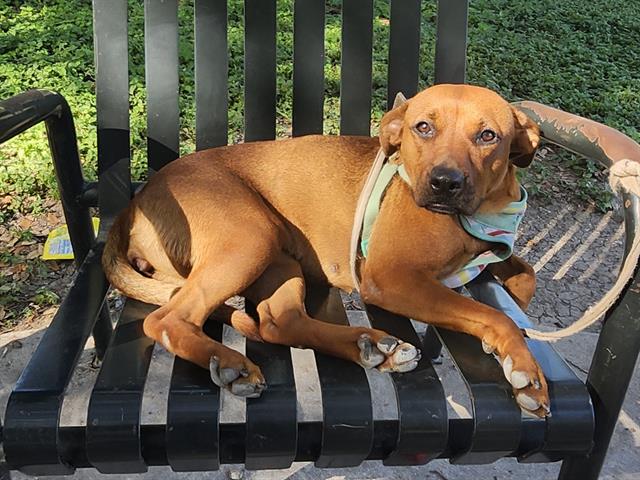 Shelter Stray Female Dog last seen Near BLOCK LEXINGTON AVE, 4710 TX-151, San Antonio, TX 78227, USA