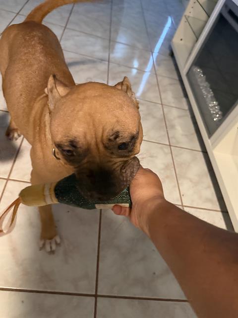 Shelter Stray Female Dog last seen Near BLOCK MEADOW GLEN DR, 4710 TX-151, San Antonio, TX 78227, USA