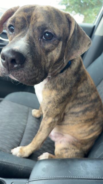 Shelter Stray Male Dog last seen Near BLOCK MEADOW GLEN DR, 4710 TX-151, San Antonio, TX 78227, USA
