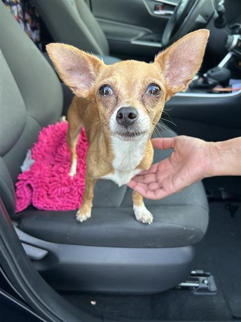 Shelter Stray Female Dog last seen Near BLOCK BLESSING, 4710 TX-151, San Antonio, TX 78227, USA