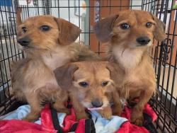 Shelter Stray Male Dog last seen , 957 N Gaffey St, San Pedro, CA 90731, USA