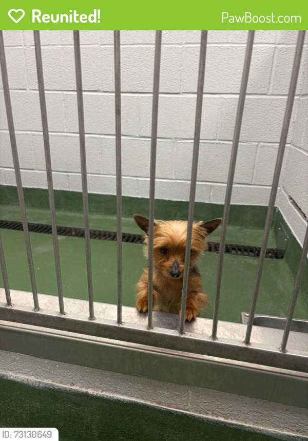 Reunited Female Dog last seen Ave d, Rochester, NY 14621
