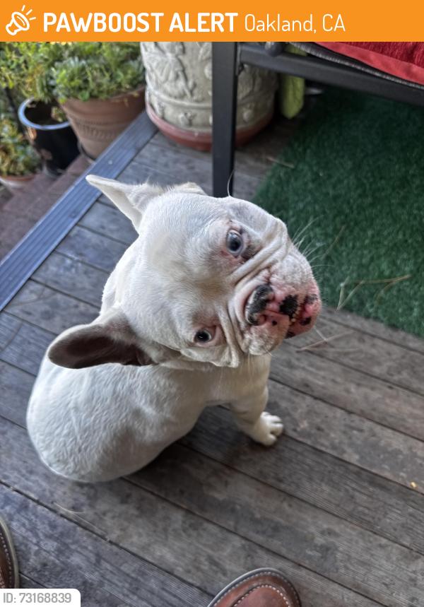 Found/Stray Male Dog last seen Oakland, Oakland, CA 94612