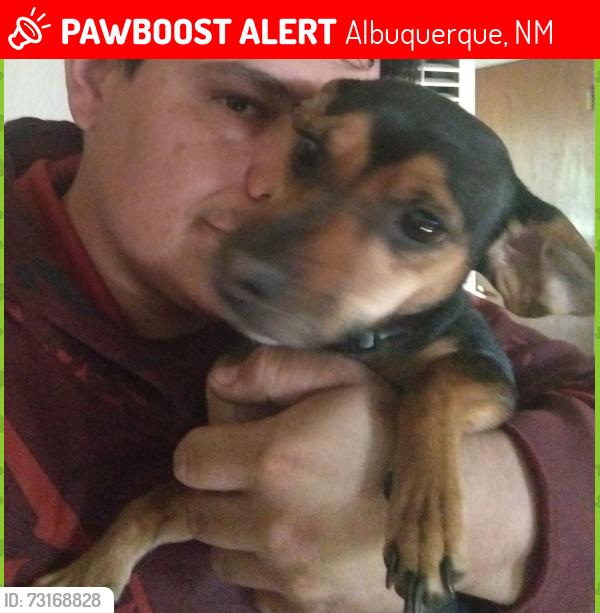 Lost Male Dog last seen Cardenas dr ne and manual rd ne, Albuquerque, NM 87110