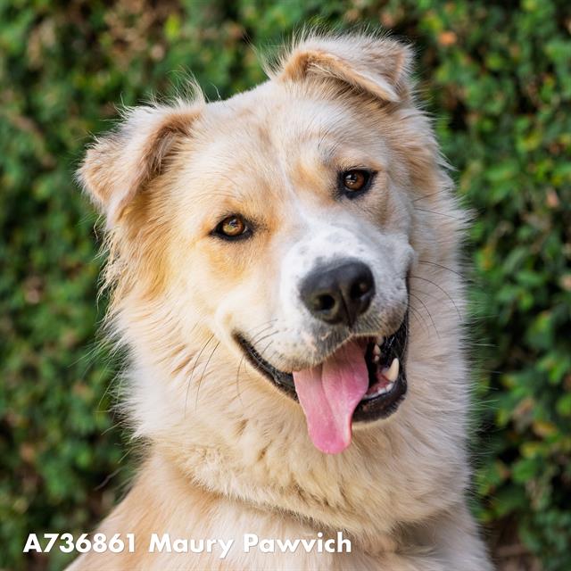 Shelter Stray Male Dog last seen BROADWAY & 37TH ST, 2127 Front St, Sacramento, CA 95818, USA