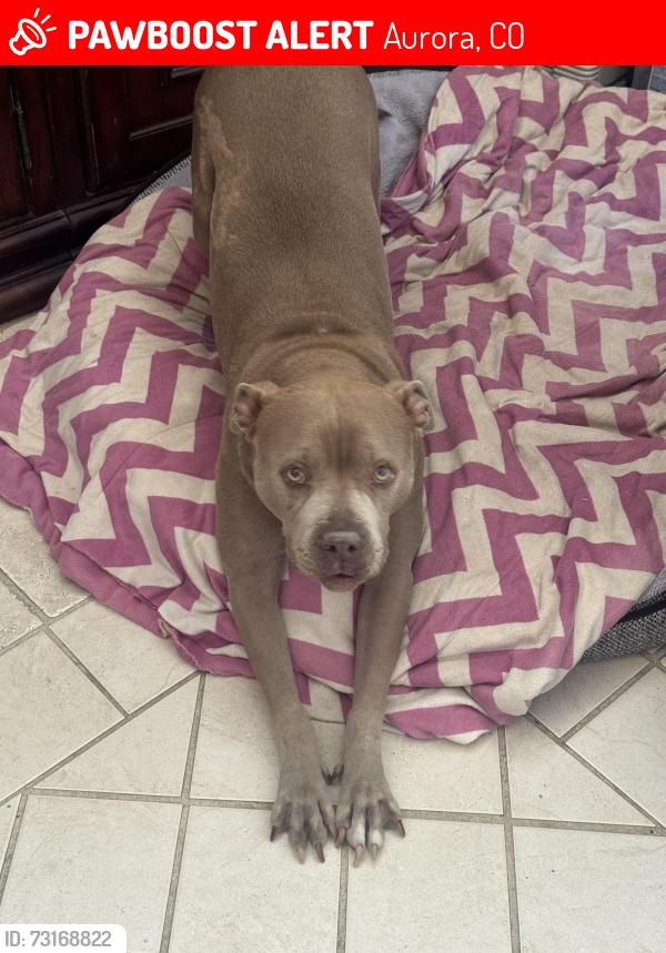 Lost Female Dog last seen In Sterling Hills Area, Aurora, CO 80013