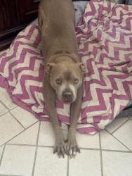 Lost Female Dog last seen In Sterling Hills Area, Aurora, CO 80013