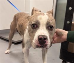 Shelter Stray Male Dog last seen Near BLOCK IDYLWILD DR, SAN JACINTO, CA, 581 S Grand Ave, San Jacinto, CA 92582, USA