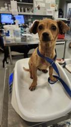 Shelter Stray Male Dog last seen Near BLOCK PALM AVE, NUEVO CA 92567, 581 S Grand Ave, San Jacinto, CA 92582, USA