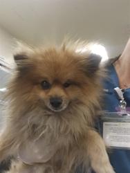 Shelter Stray Male Dog last seen Near BLOCK E FLORIDA AVE, HEMET, CA 92544, 581 S Grand Ave, San Jacinto, CA 92582, USA