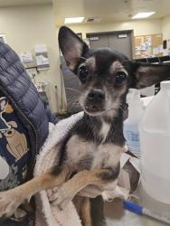 Shelter Stray Female Dog last seen Near BLOCK INDUSTRIAL AVE, HEMET, CA, 581 S Grand Ave, San Jacinto, CA 92582, USA