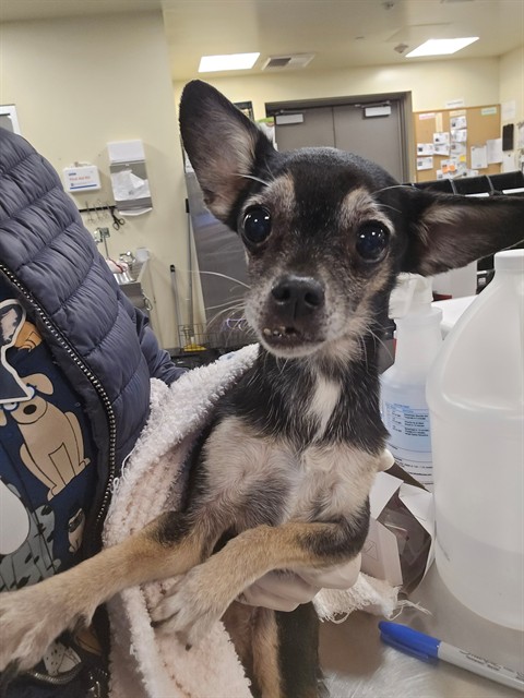 Shelter Stray Female Dog last seen Near BLOCK INDUSTRIAL AVE, HEMET, CA, 581 S Grand Ave, San Jacinto, CA 92582, USA