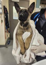 Shelter Stray Female Dog last seen Near BLOCK CHEYENNE TRL, BEAUMONT, CA, 581 S Grand Ave, San Jacinto, CA 92582, USA