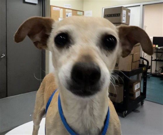 Shelter Stray Female Dog last seen LINCOLN AVE/PALM AVE HEMET CA 92544, 581 S Grand Ave, San Jacinto, CA 92582, USA