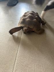 Found/Stray Unknown Reptile last seen E Sylvane st, Tucson, AZ 85711