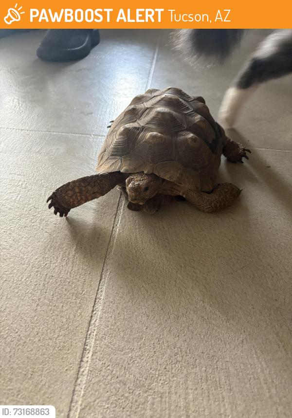 Found/Stray Unknown Reptile last seen E Sylvane st, Tucson, AZ 85711