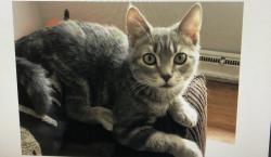 Lost Male Cat last seen Pomeroy St, West Chicago, IL 60185