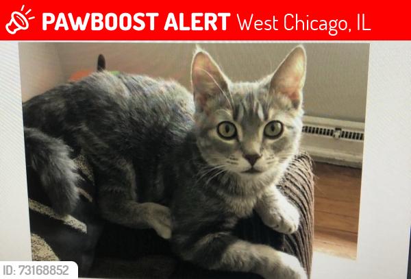 Lost Male Cat last seen Pomeroy St, West Chicago, IL 60185