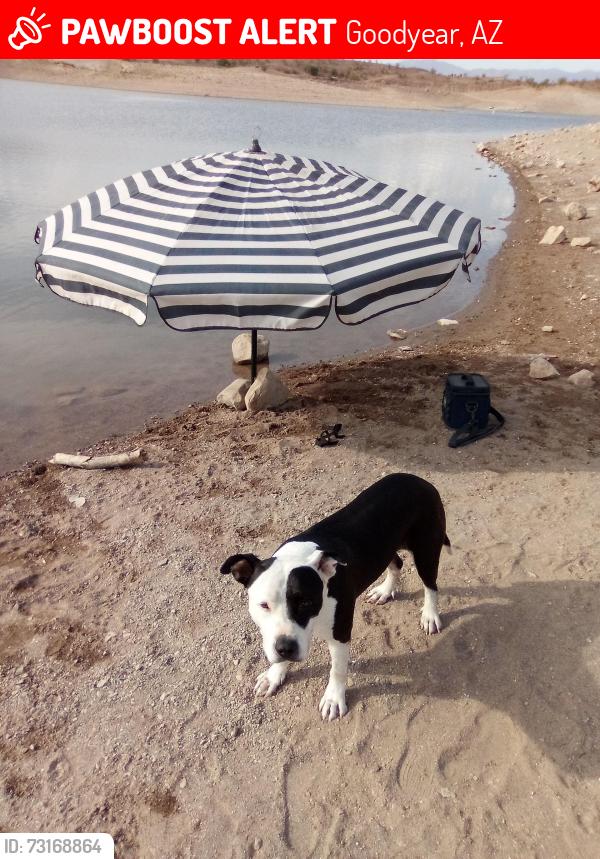 Lost Male Dog last seen Bullard Ave and Yuma Rd, Goodyear, AZ 85338