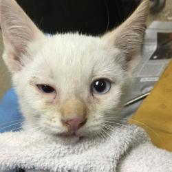 Shelter Stray Unknown Cat last seen Near BLOCK SUNDOWN DR, JURUPA VALLEY, CA, 6851 Van Buren Boulevard, Jurupa Valley, CA 92509, USA