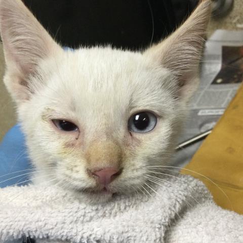 Shelter Stray Male Cat last seen Near BLOCK SUNDOWN DR, JURUPA VALLEY, CA, 6851 Van Buren Boulevard, Jurupa Valley, CA 92509, USA