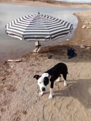 Lost Male Dog last seen Bullard Ave and Yuma Rd, Goodyear, AZ 85338