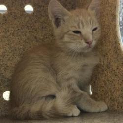 Shelter Stray Unknown Cat last seen Near BLOCK SUNDOWN DR, JURUPA VALLEY, CA, 6851 Van Buren Boulevard, Jurupa Valley, CA 92509, USA